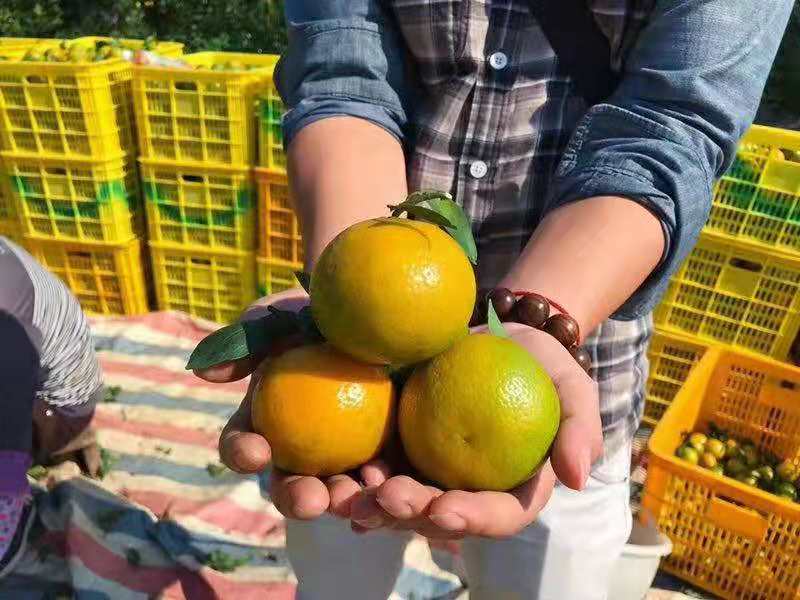 广西皇帝柑 沃柑 茂谷柑 砂糖橘 桔子代理