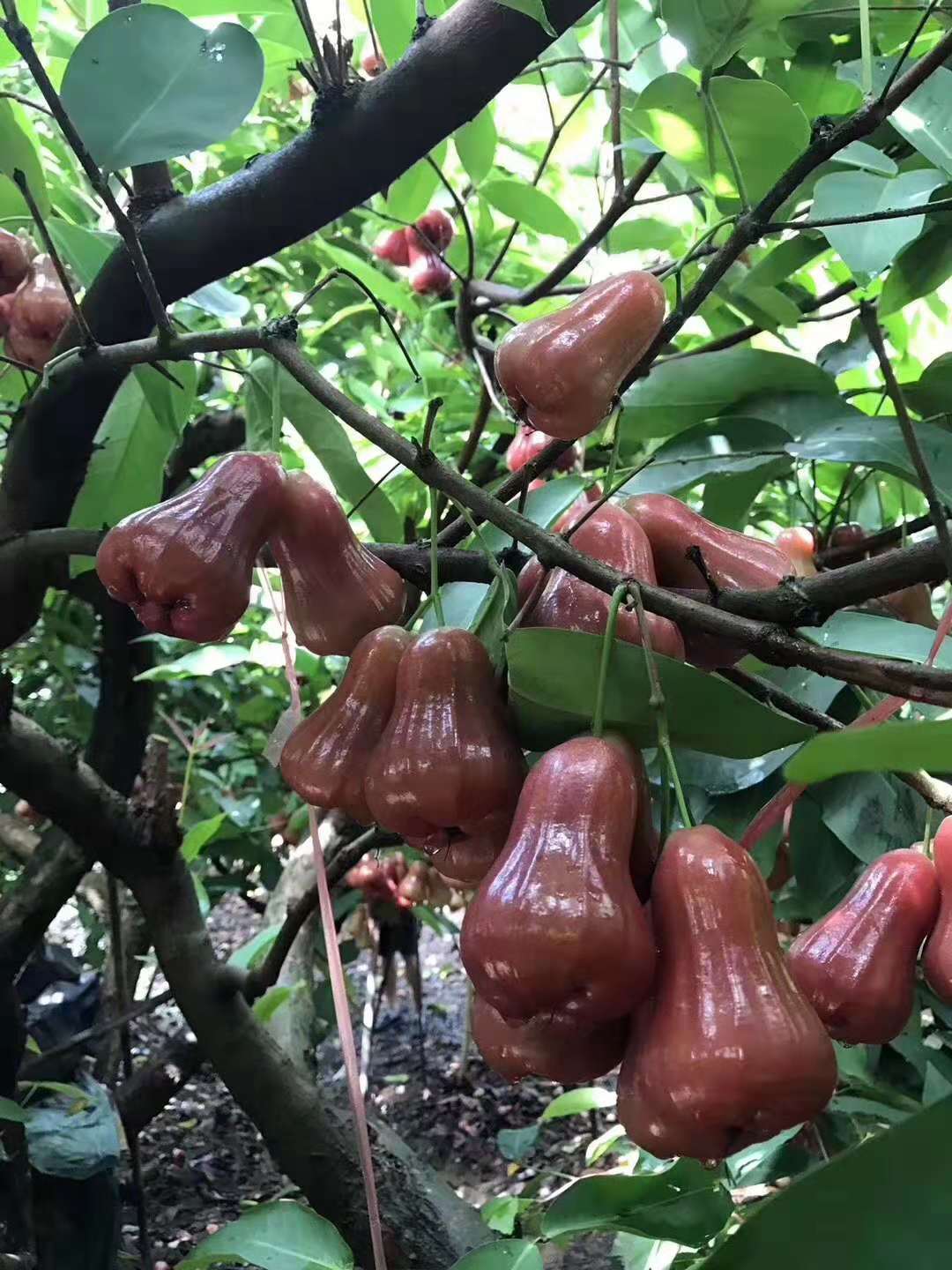 微商水果产地直发货源 果园直发微商代理