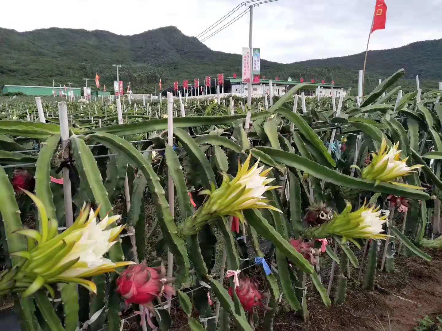 微商水果产地直发货源 果园直发微商代理