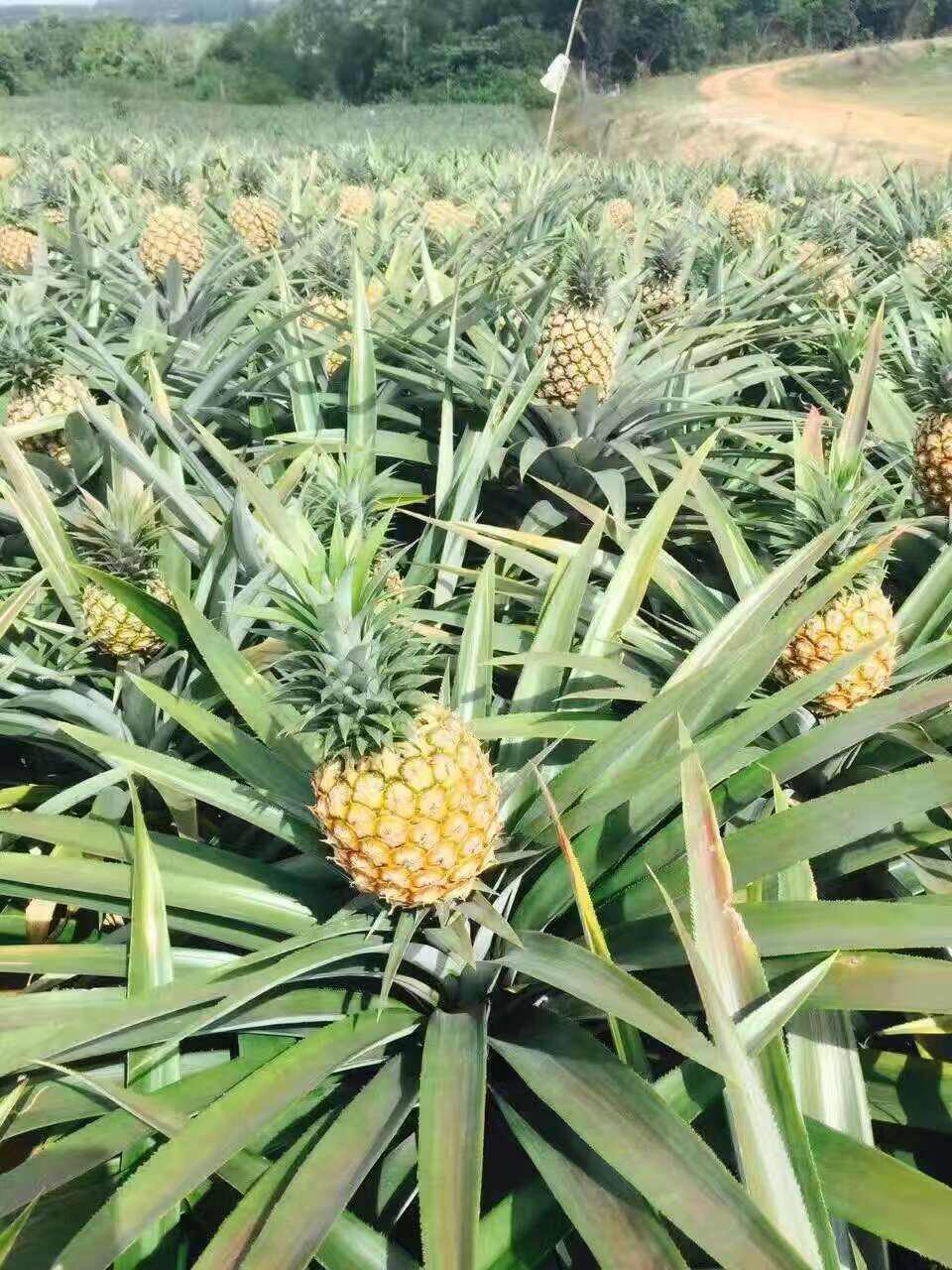 海南水果一件代发，果园直发，批发，招代理，货源充足
