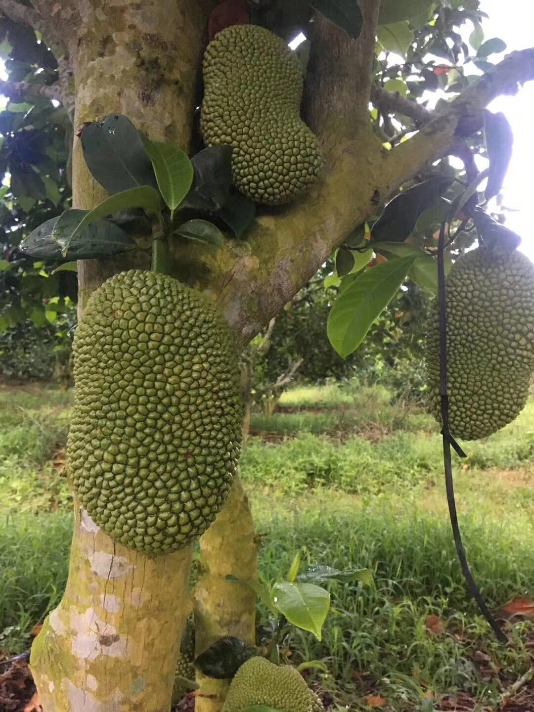 海南热带水果长期招一级代理