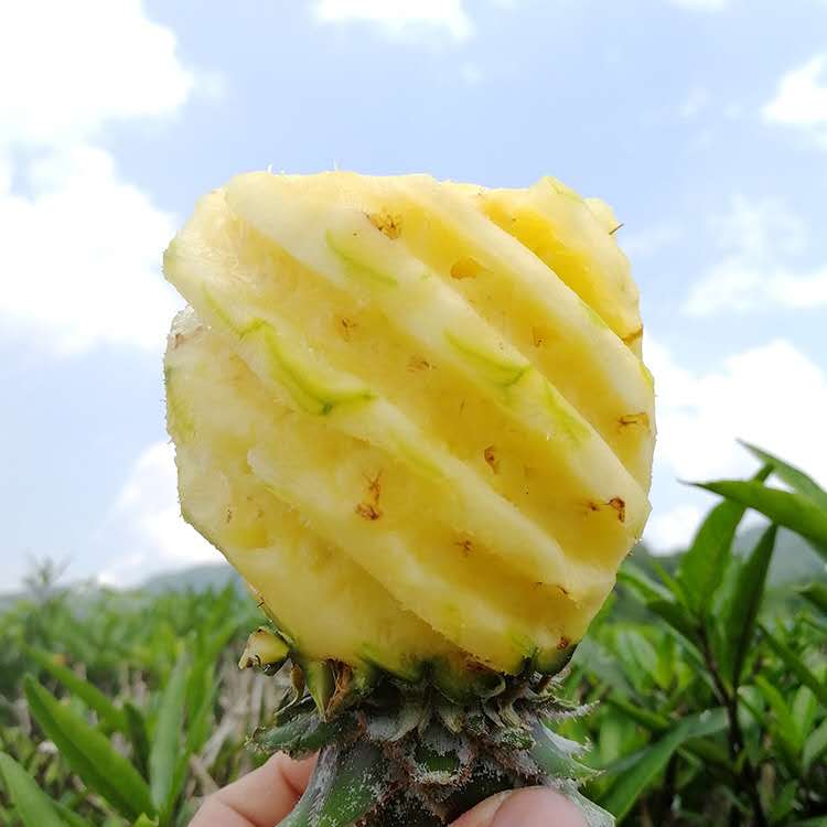 电商微商水果货源 产地直发 支持一件代发