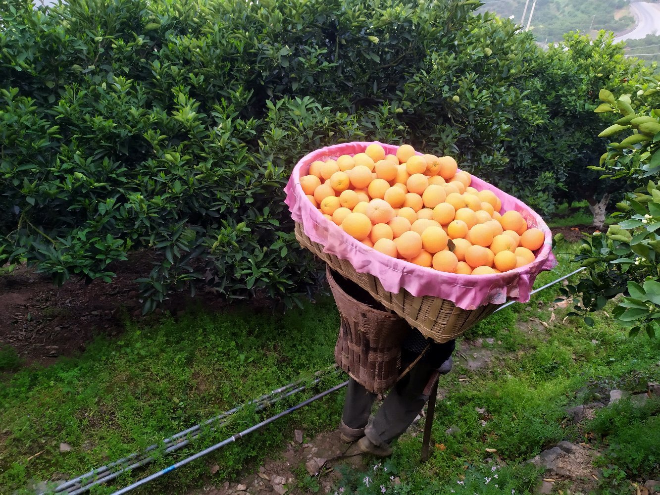 电商微商水果货源 产地直发 支持一件代发