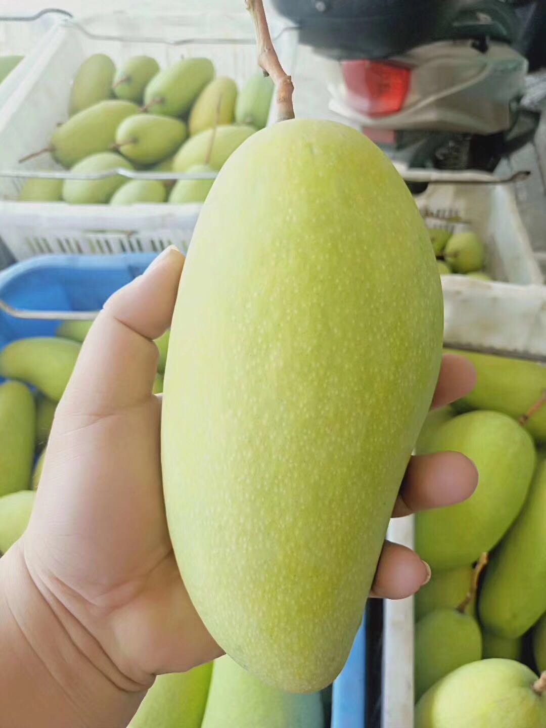 海南热带水果一件代发招代理