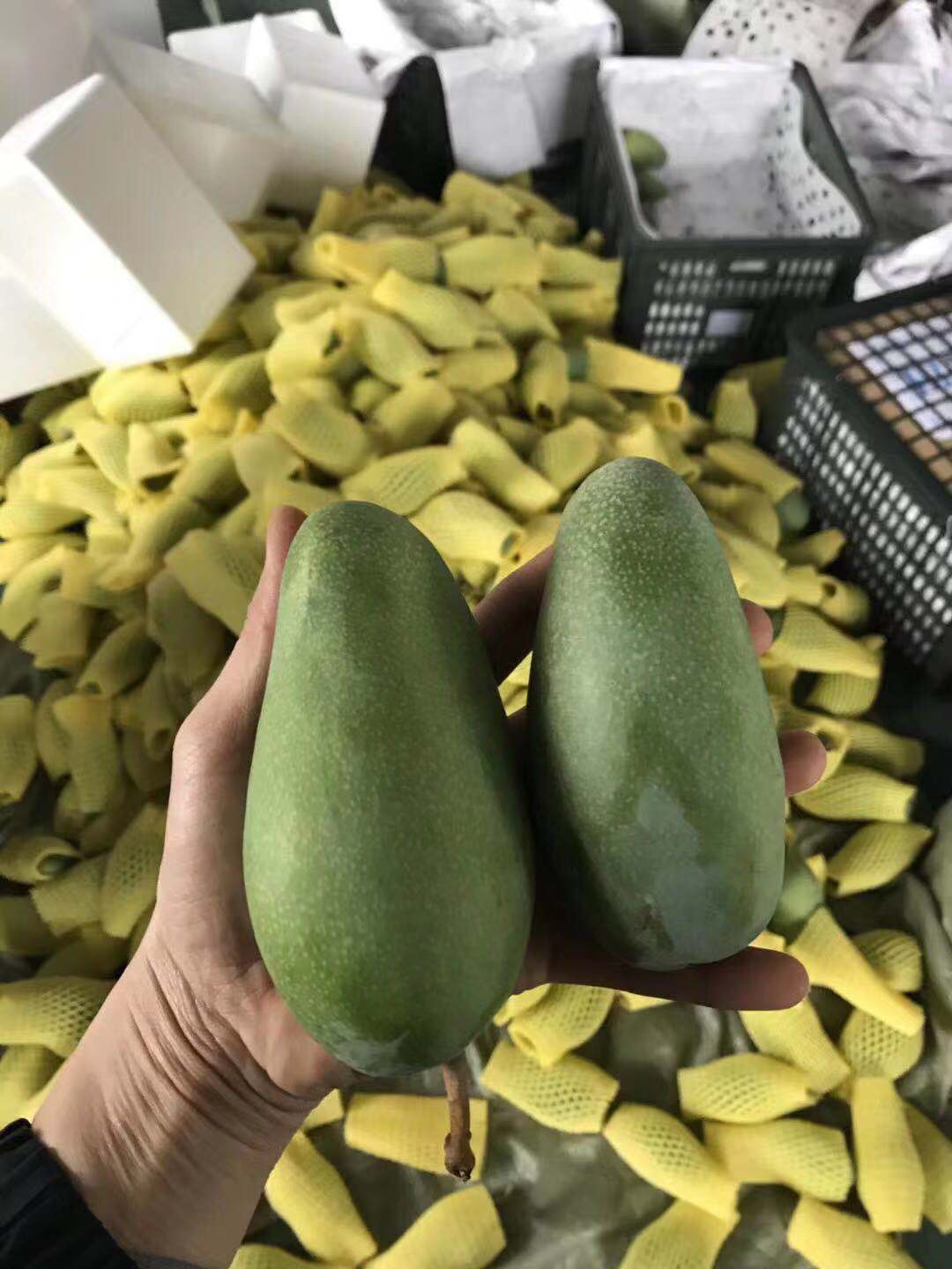 东南亚进口水果代理 微信一件代发 水果一手货源