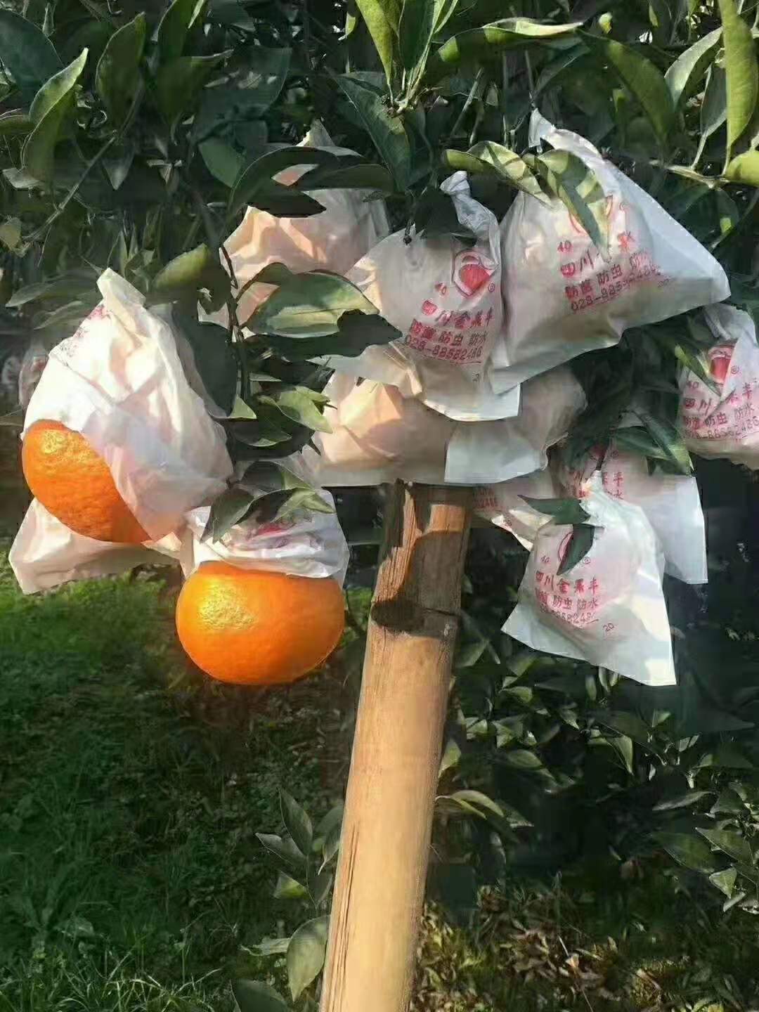 各类水果生鲜产地直发，一件代发，包邮包售后