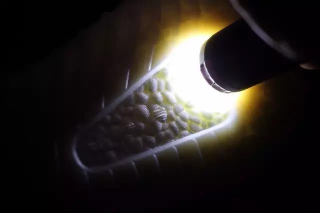 莆田鞋 阿迪yeezy与莆田Yeezy对比，一招区分出来