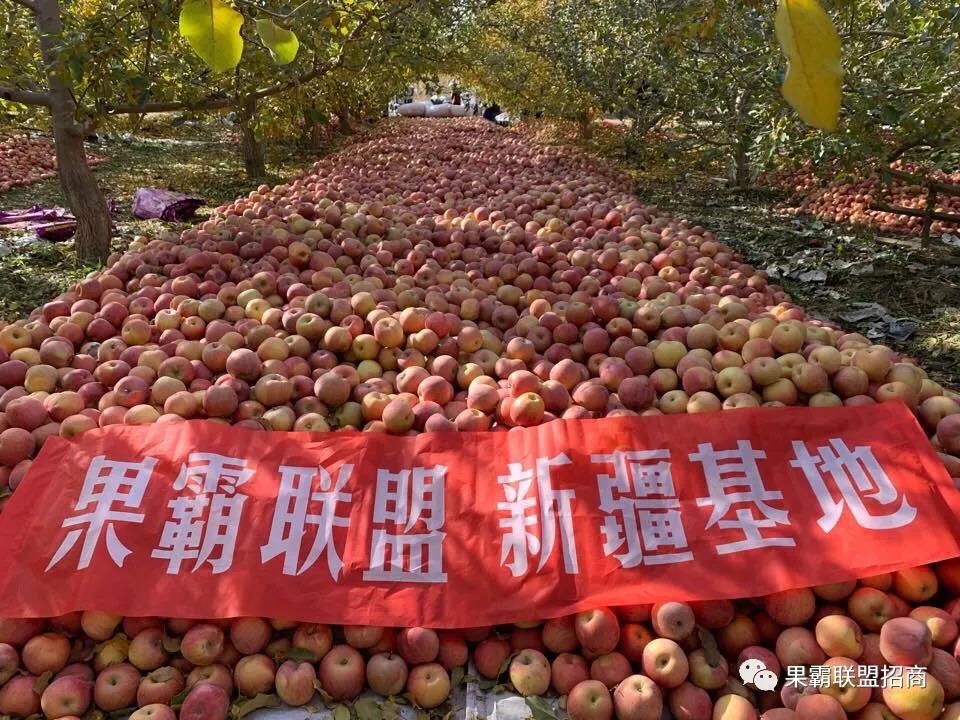 怎么加入果霸联盟？卖水果最好的微商是哪个？