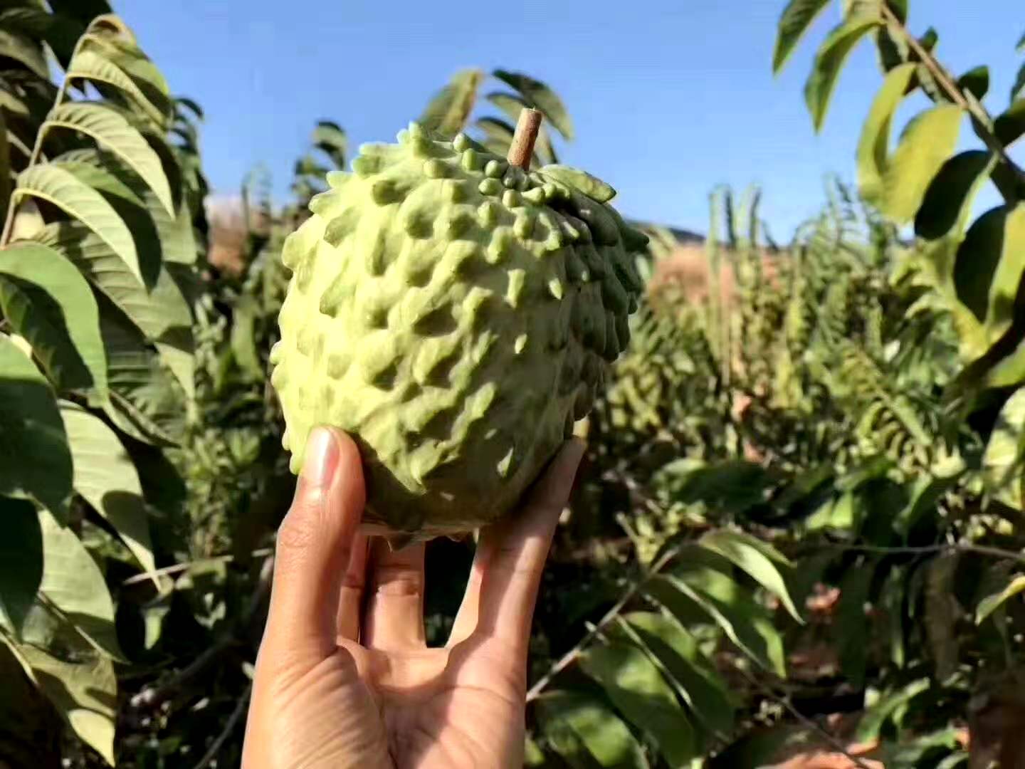  海南水果一件代发 批发 一手货源