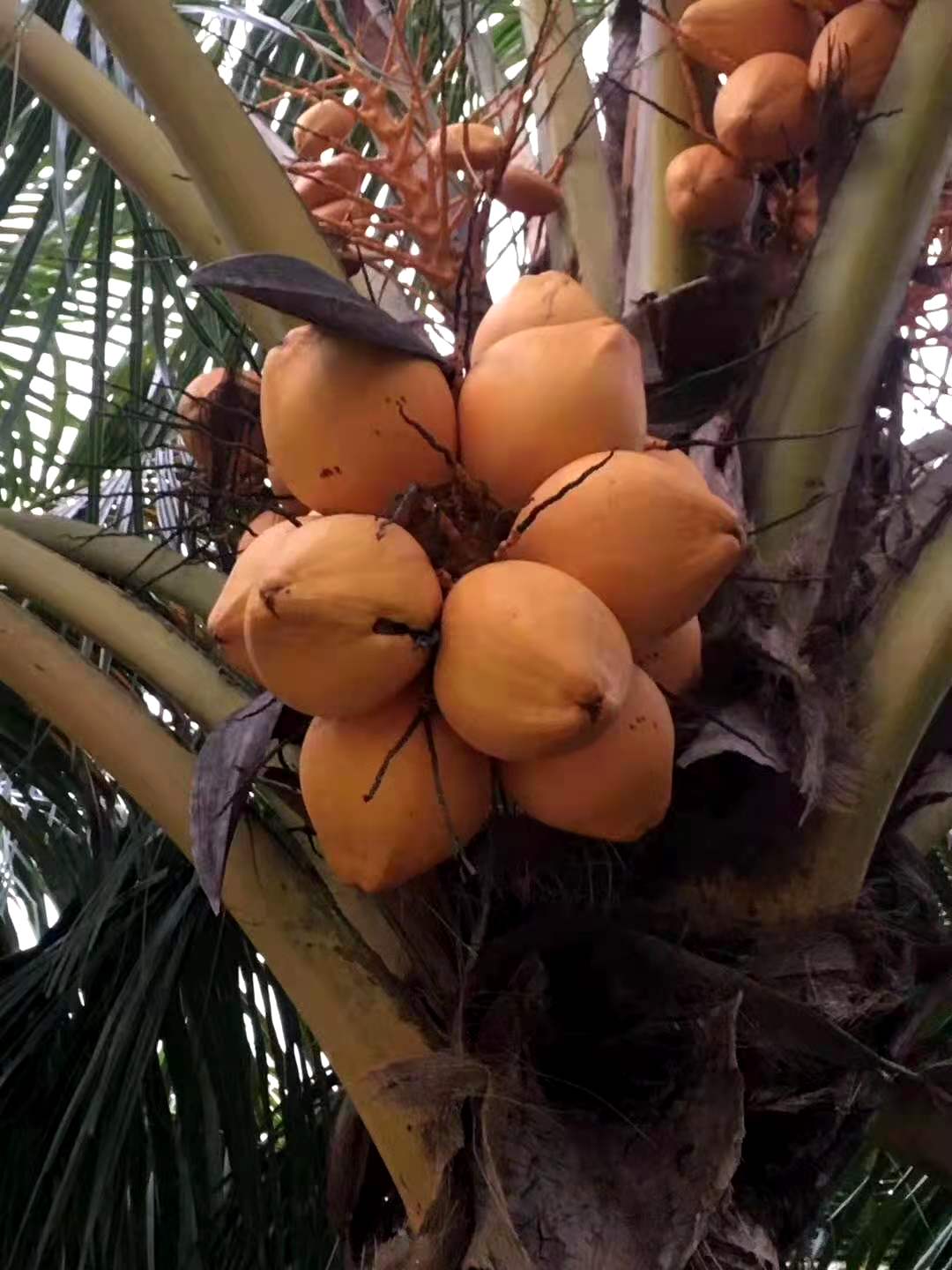  海南水果一件代发 批发 一手货源