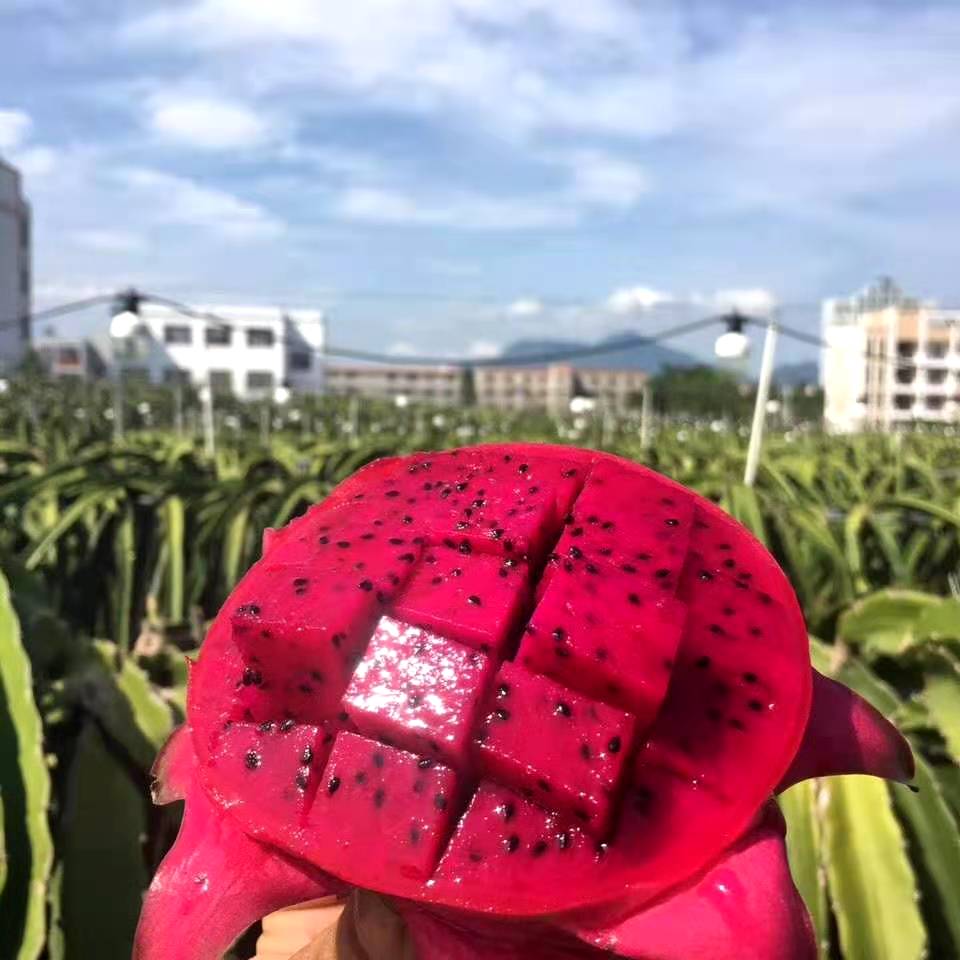  海南水果一件代发 批发 一手货源