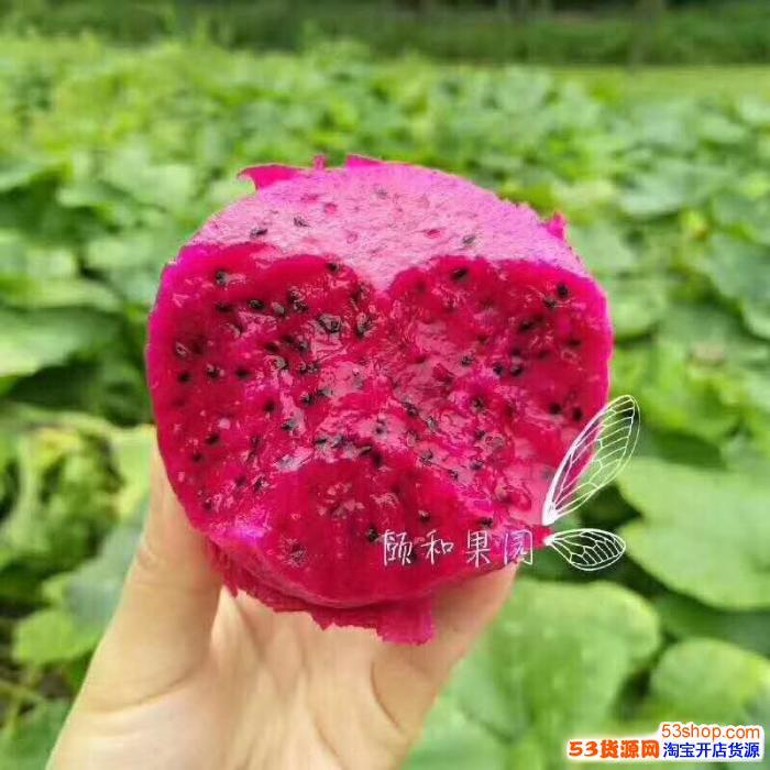  颐和果园诚招代理！新鲜直邮 现摘现发 你还在等什么