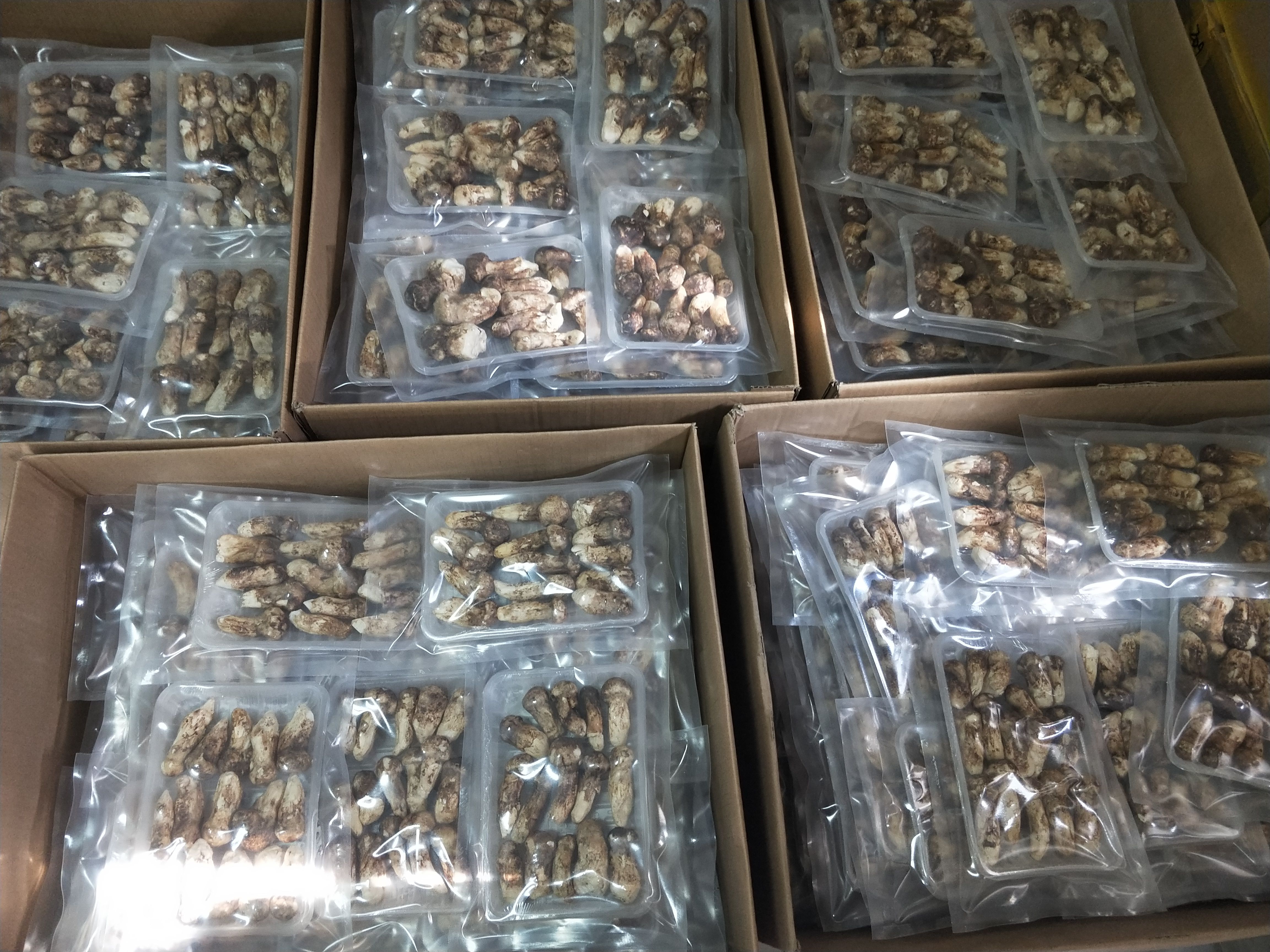 香格里拉松茸 招全国代理