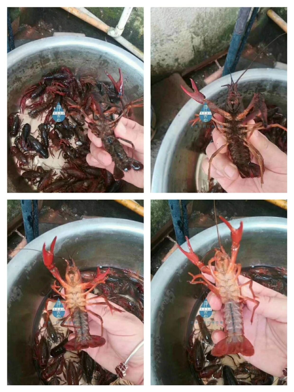 净态氧系清洁 全国诚招代理商