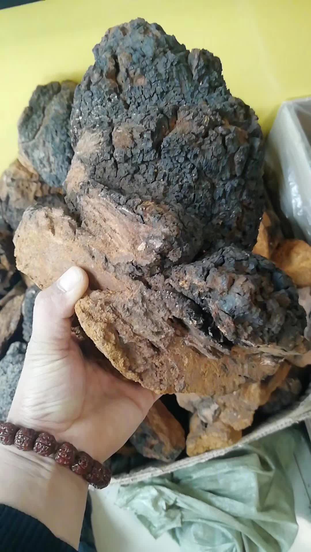 桦树茸水 降血糖 提高免疫力 抗癌