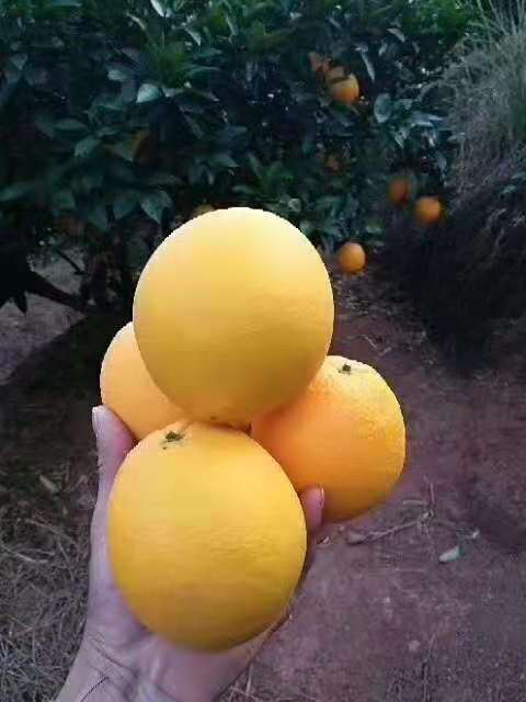 正宗赣南脐橙种植基地