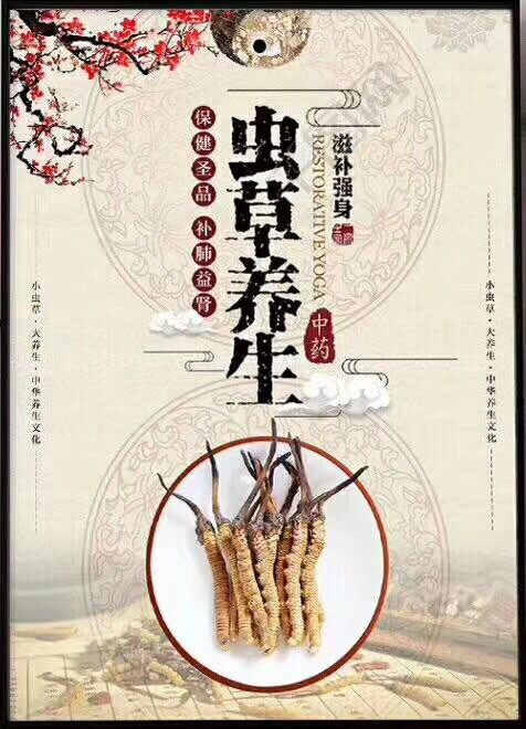 蛹虫草藤茶调理身体机能，可以起到养胃降血压的功效