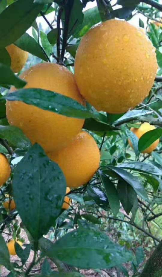 正宗赣南脐橙种植基地