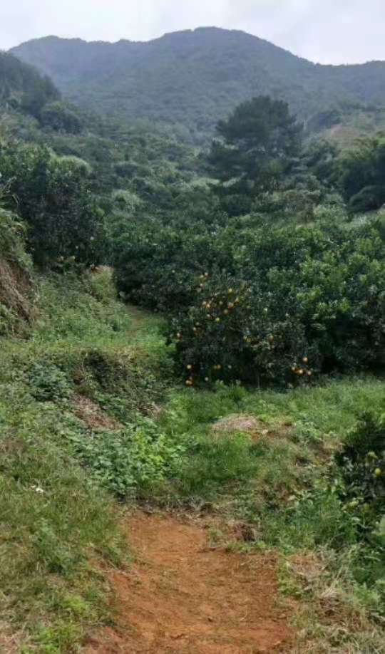 正宗赣南脐橙种植基地