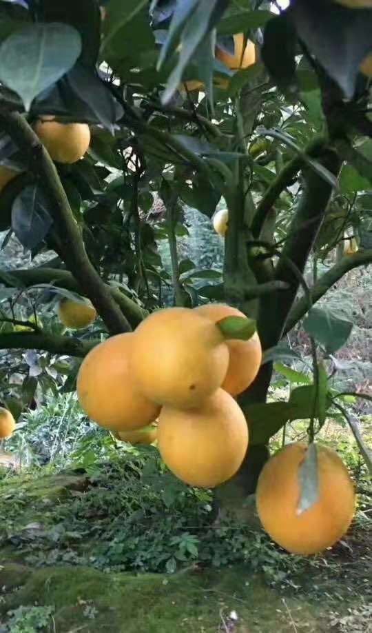 正宗赣南脐橙种植基地