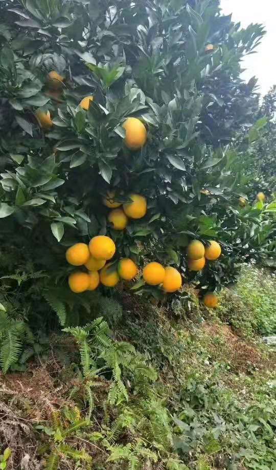 正宗赣南脐橙种植基地