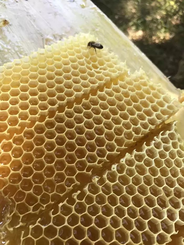 新疆特产招代理 价格美丽