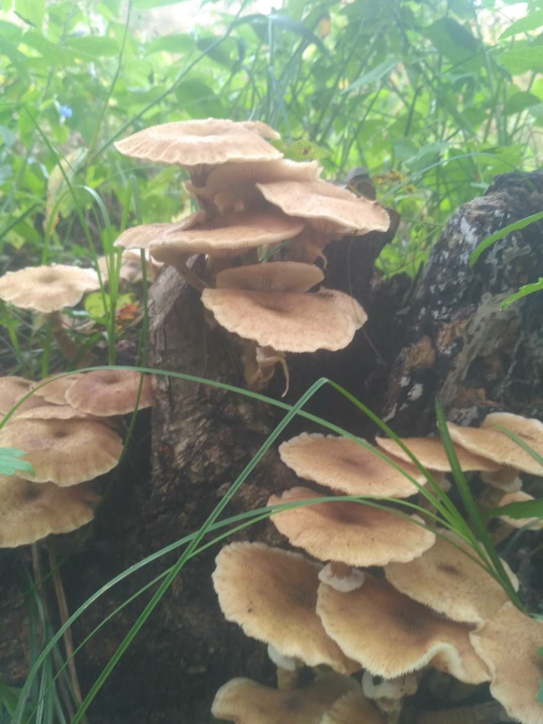 纯正老白山野生林下参，不移栽，不晾晒，现挖现卖