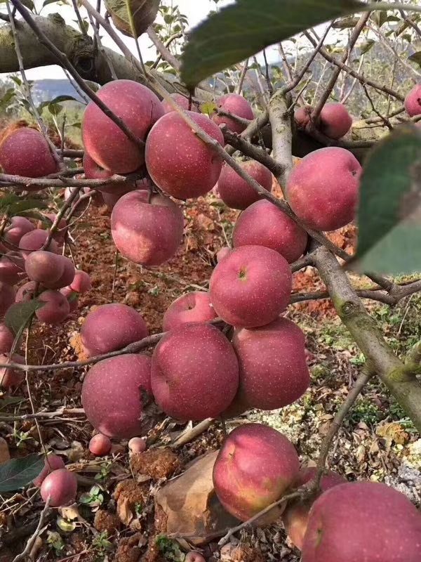 云南昭通原生态丑苹果红富士
