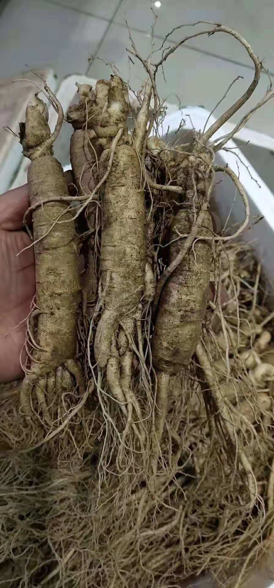 来自长白山人参 请验明正“参” 欢迎选购