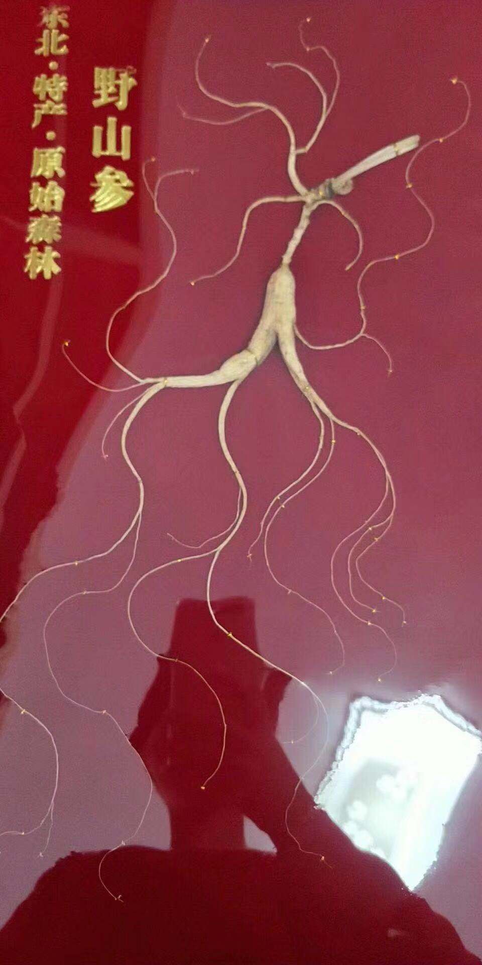来自长白山人参 请验明正“参” 欢迎选购
