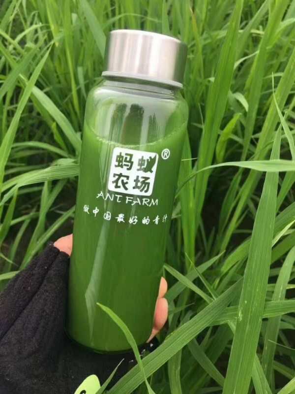 蚂蚁农场大麦若叶青汁 天然无公害健康食品