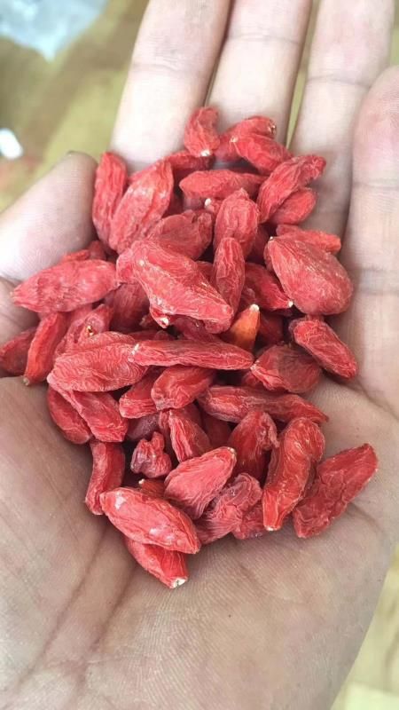 枸杞批发零售 只要你有执行力 月入过万没问题