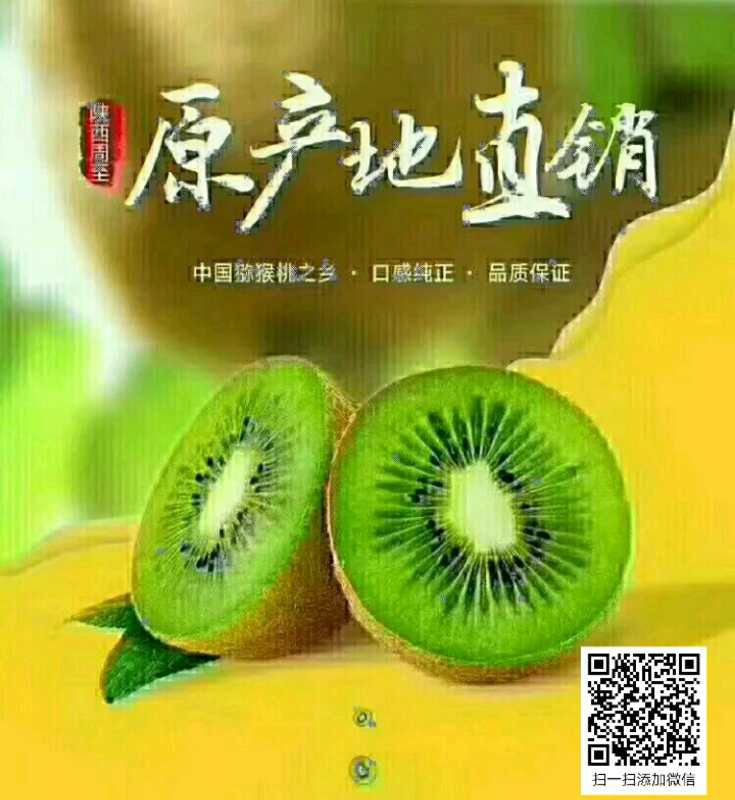 陕西周至猕猴桃 果园直销 保证一手货源