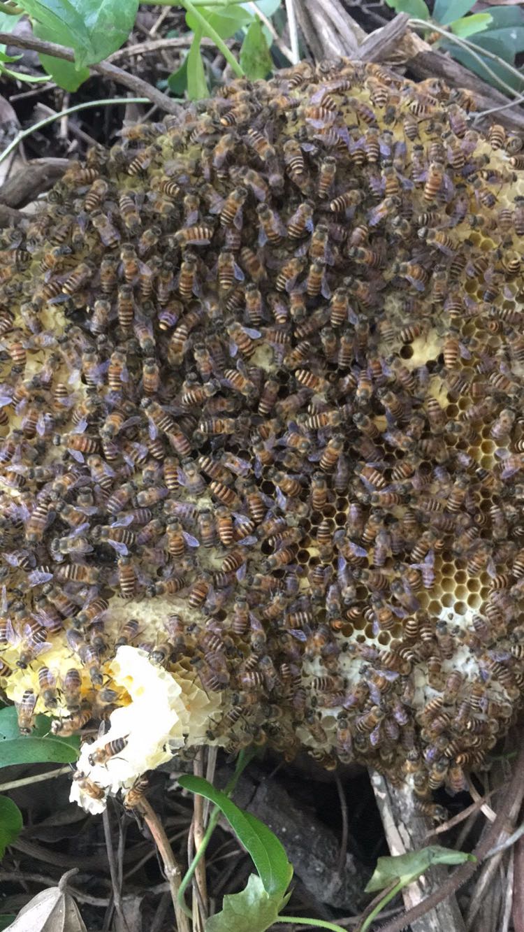 自产自销的意蜂蜜和野生的土蜂蜜 质量保证 诚信经营