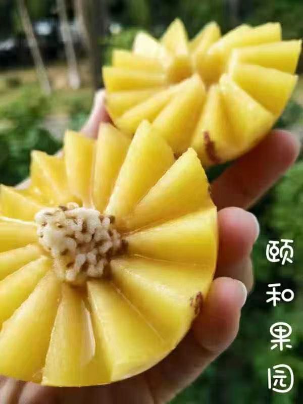 颐和果园招代理 现摘直发 现摘直发 坏果包赔