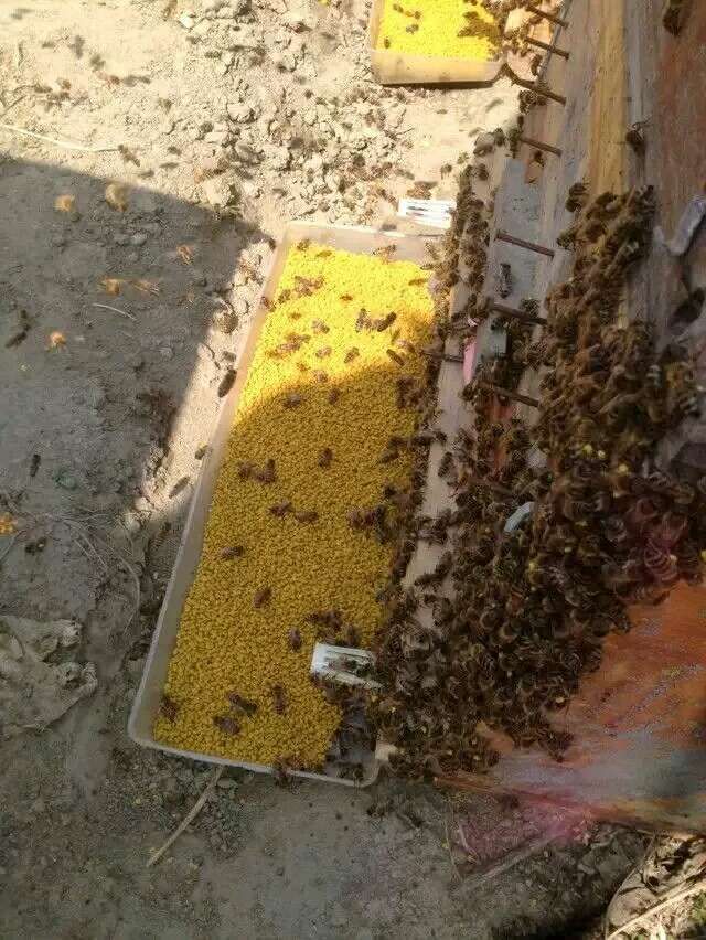 最佳土特产 纯天然蜂蜜 品质保证 招代理 可代发