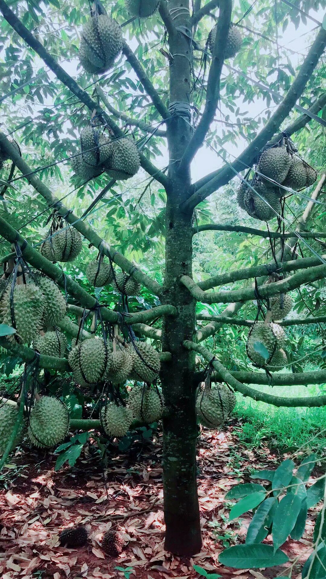 边境直发，金枕榴莲，猫山王，干桡，欢迎各大电商合作