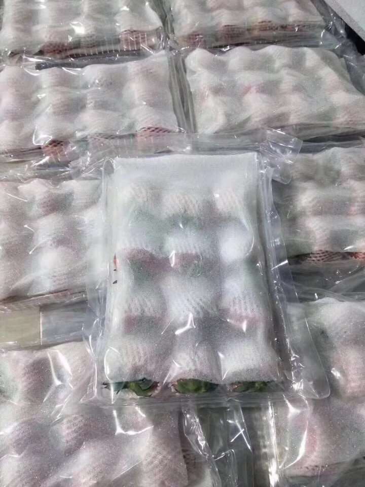 丹东九九草莓 天然无添加 招代理 全国一件代发