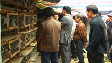 最适合农村创业项目