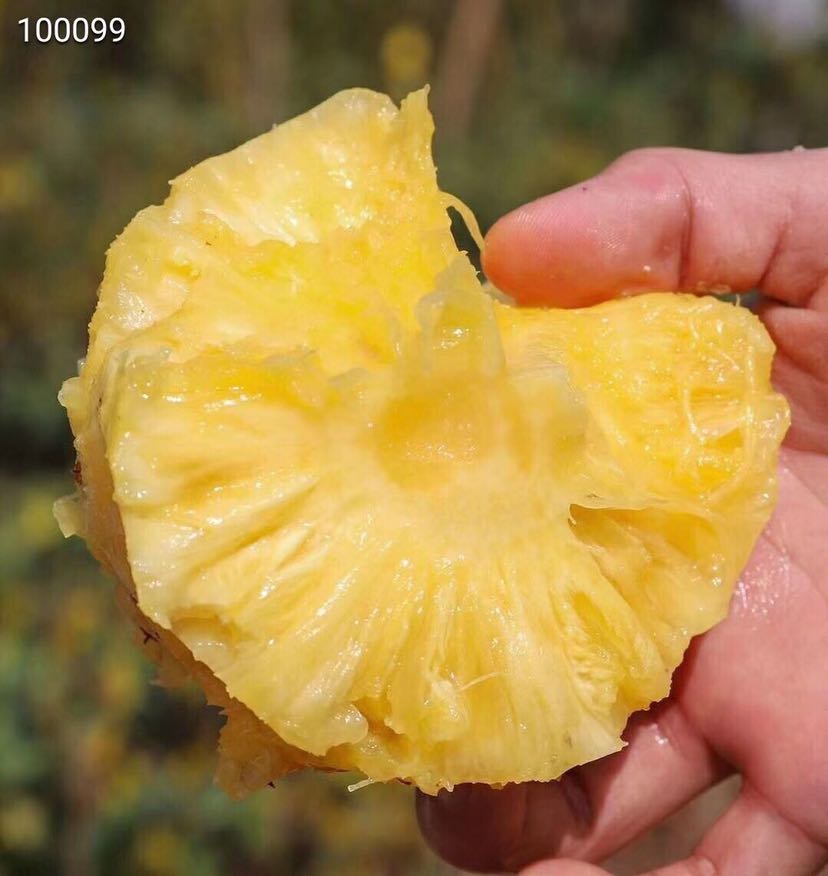 纯正海南水果 海南果园发货 确保品质