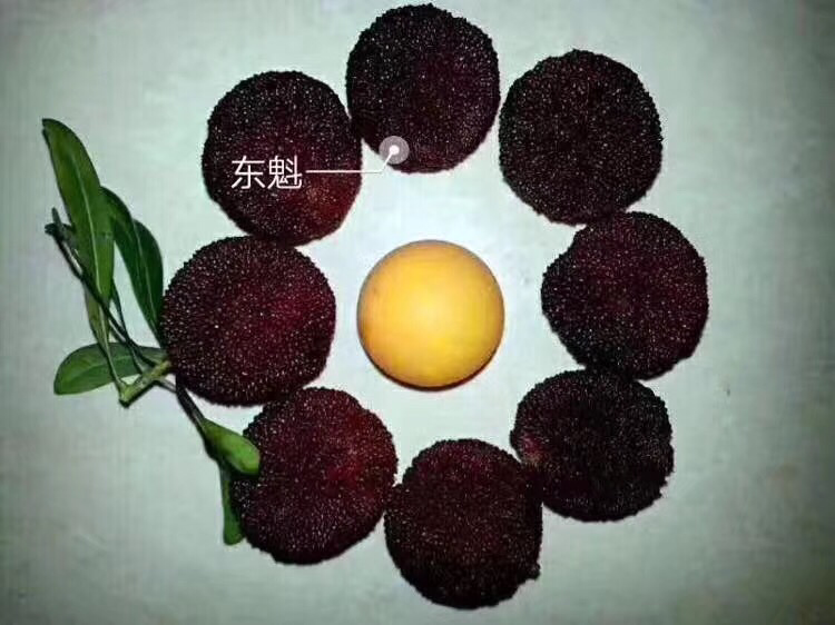 六月仙居杨梅招商 0压力 0库存 诚招代理 一件代发