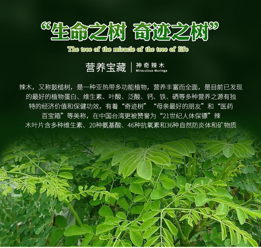 主营辣木叶片，益生菌