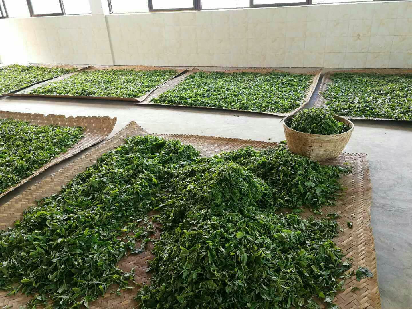 普洱的班章茶