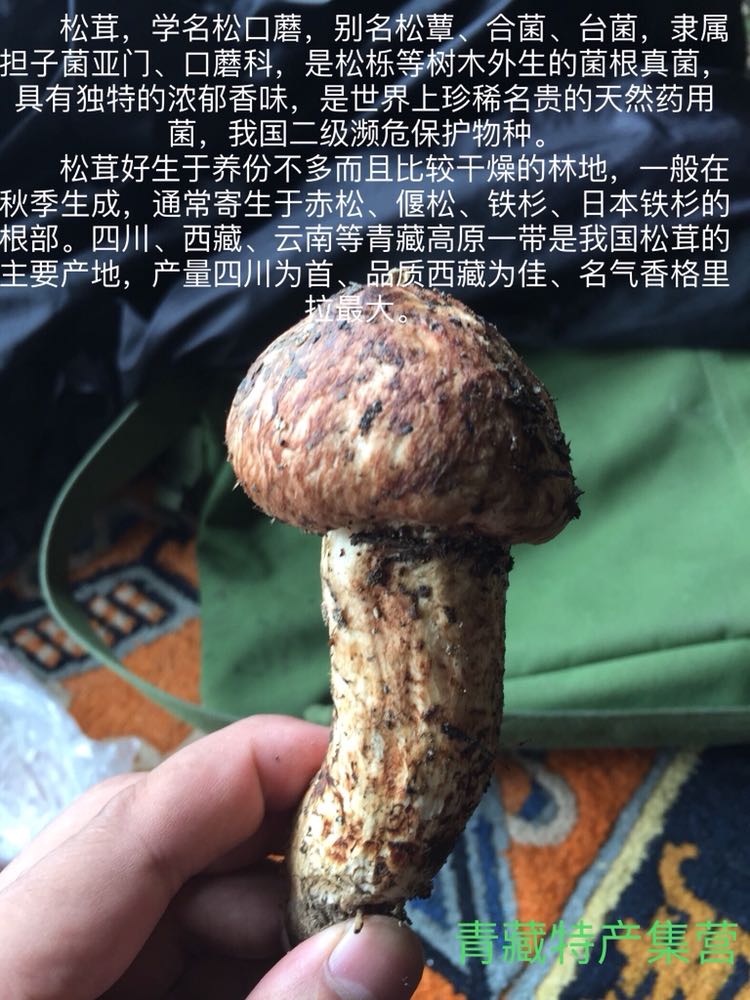 松茸 杂菌 藏家特产集营
