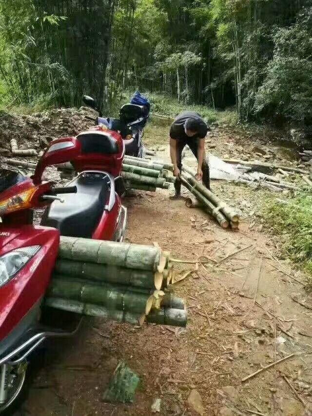 福建特产茂林活竹酒