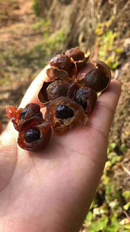 各地特产水果干货招商 动动手指就能赚到钱