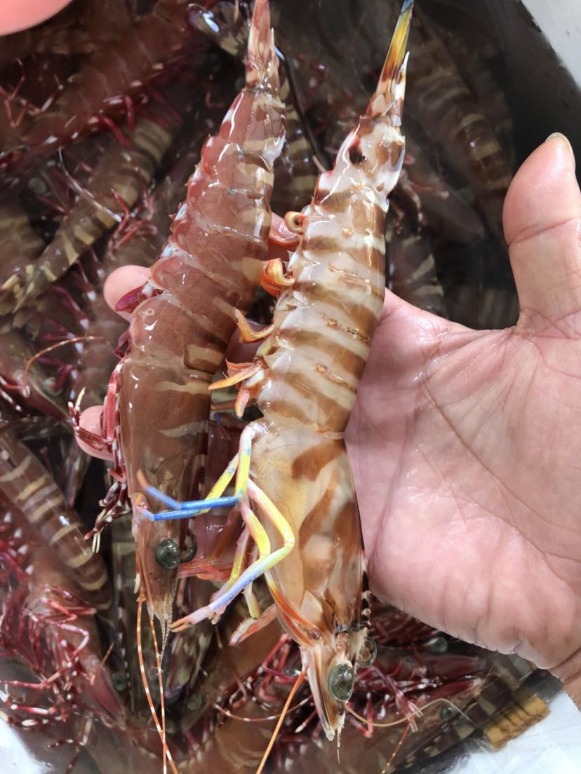 野生海鲜全国招代理 当天发货 包售后