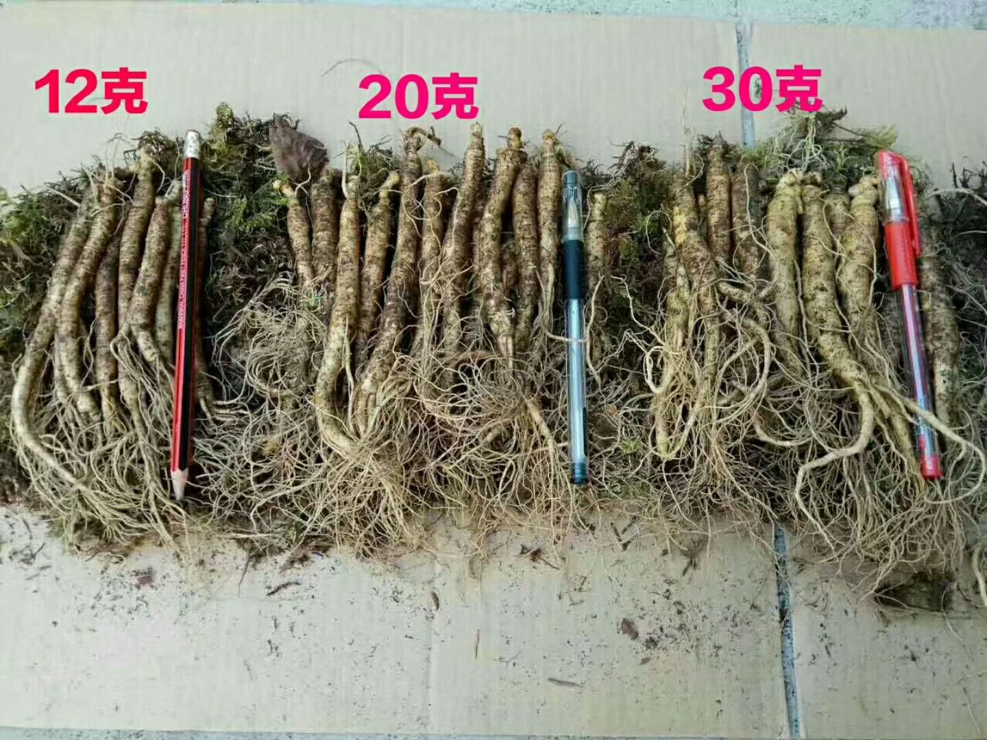 长白山鲜人参招代理  一件代发  无需囤货  利润高
