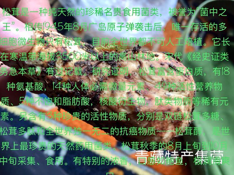 松茸 杂菌 藏家特产集营