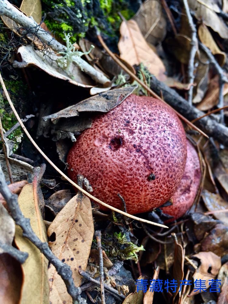 松茸 杂菌 藏家特产集营